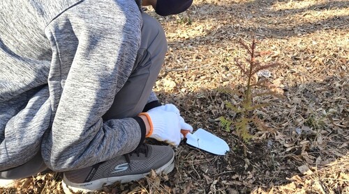 苗木を植える様子