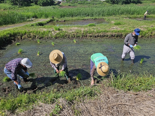 田植えの様子