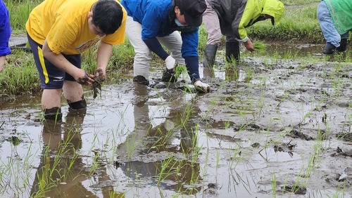 田植えの様子