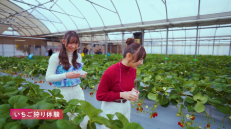 いちご狩り