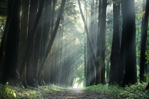 「木漏れ日差し込む中央の杜」/@mankichisensei