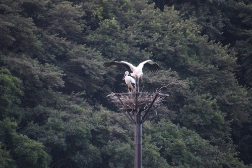 江川地区で営巣活動を行うコウノトリ(ヤマトとひなた)