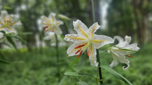 ヤマユリの花