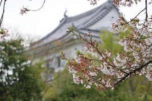 桜とお城