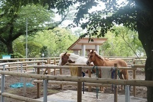 ポニー牧場のポニーたち