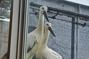 放鳥予定のこうのとり2羽