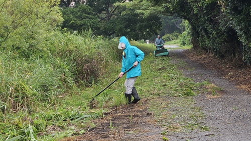 草の引き上げ作業
