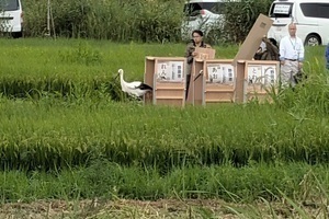 箱からでてくるコウノトリ