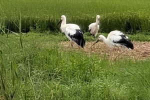 放鳥され3羽で周辺の様子をうかがう
