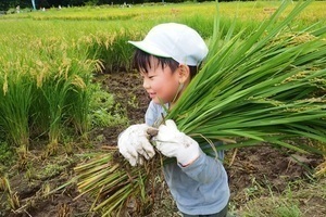 稲を運ぶ子ども