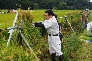 稲を干す市長