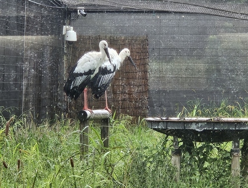 コウノトリ