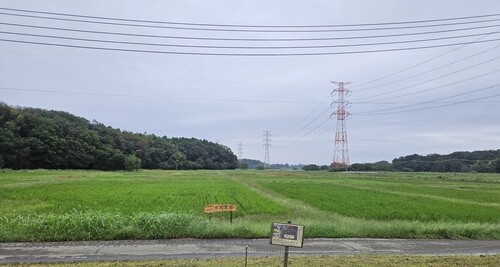 田んぼの様子